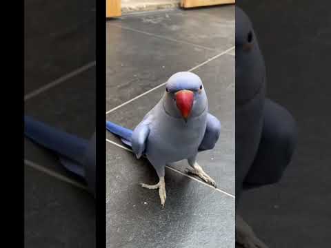Compilation des perroquets les plus drôles et des oiseaux les plus mignons 🦜🪺🪺