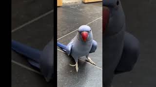 Miniature vidéo