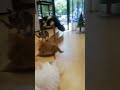 Whole Lotta Fights In Cat Cafe Today Catfight Cats