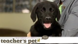 Familiarizing a Puppy to Human Hands | Teacher's Pet With Victoria Stilwell