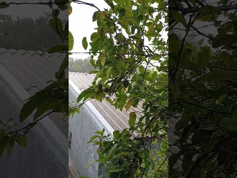 chuva esses dias em céu azul parana