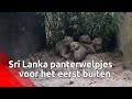 Sri Lanka panterwelpjes uit BestZoo voor het eerst naar buiten