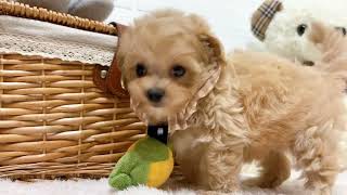 ハーフ犬の動画01