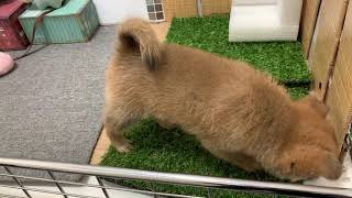 ハーフ犬の動画01