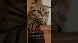Download lagu CINTA RASULULLAH KEPADA UMATNYA mp3 Download lagu CINTA RASULULLAH KEPADA UMATNYA mp3