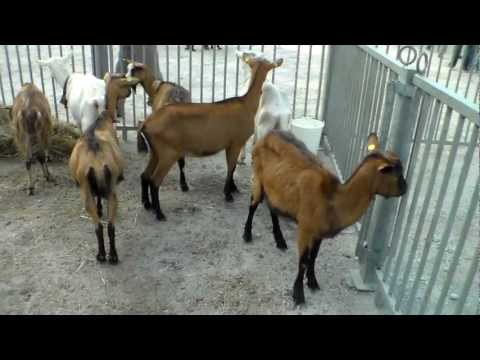 LE CAPRETTE A DEMONTE (CN) 14 - 10 - 2012.