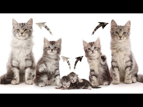Kittens to Cats growing up Time lapse Dance
