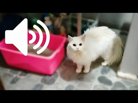 FEMALE CAT IN HEAT MEOWING MATE CALLING - PRANK YOUR PETS