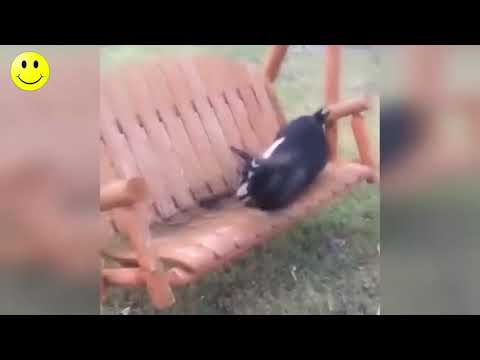 Smeh do Suza   Smešni Video Snimci   Smešno do Bola 2018