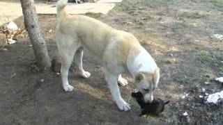 Bloodline of Molossia - Dog eat Dog