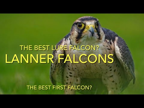 FALCONRY: Lanner falcon species spotlight
