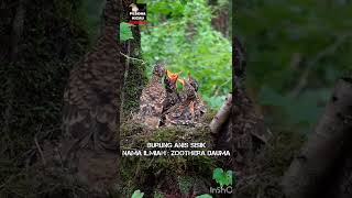 Download lagu BURUNG ANIS SISIK Nama ilmiah: Zoothera dauma mp3 Download lagu BURUNG ANIS SISIK Nama ilmiah: Zoothera dauma mp3