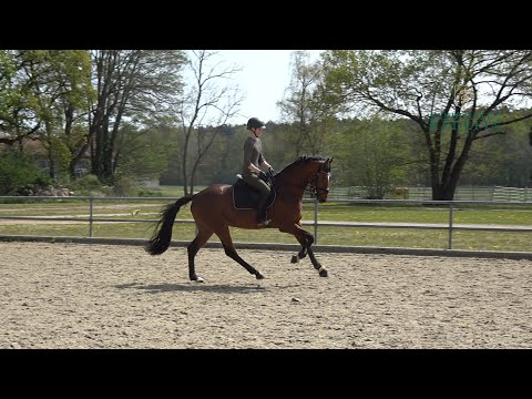 Sergeant Pepper - Landboy, Mecklenburger, Hengst, * 2019