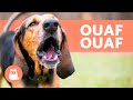 Meilleures Vidéos De CHIENS QUI ABOIENT FORT Aboiements De Chiens Les Plus DRÔLES