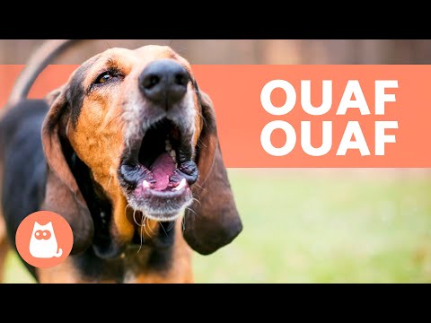 Meilleures vidéos de chiens qui aboient fort aboiements de chiens les plus drôles !