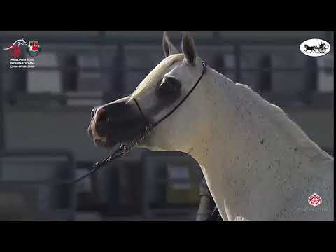 N 316 MOHARIB AL KHAZNA   Abu Dhabi International Arabian Horse Championship 2021   Stallions 7+ Yea