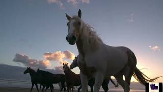 Music video thumbnail preview for Altan -   An Feochán ( The Gentle Breeze) ( Irish Slow Air) by Altan