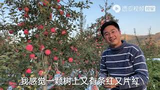 悦悦坐7小时车从宁夏赶到甘肃，刚到去看品质，运气好吃到冰糖心