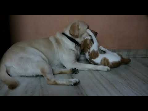 Cat and Dog play fight