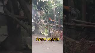 Download lagu Ayam Jagoku Mau Ngandang #shorts mp3 Download lagu Ayam Jagoku Mau Ngandang #shorts mp3
