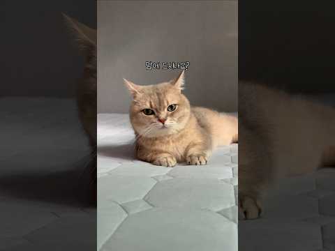 이불 컬러톤 대박이랑 어울리나요?