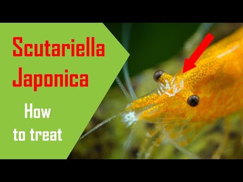 Shrimp Disease - Scutariella Japonica Treatment