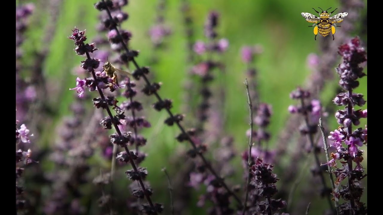 Encuentro de Apicultores por el Día Mundial de la Abeja