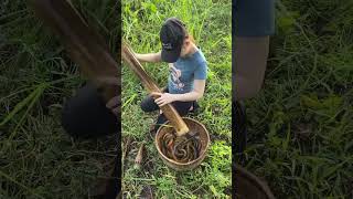 Download lagu Amazing Eel Trap With An Unique Primitive Survival Skills mp3 Download lagu Amazing Eel Trap With An Unique Primitive Survival Skills mp3