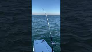 Download lagu Singing penn 209 fishing reel. Instagram: flashpointmo mp3