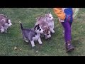 Хто в домі хазяїн? / Кто в доме хозяин? 