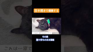 へそ天で撫で待ちするキキ #黒猫 #かわいい #猫