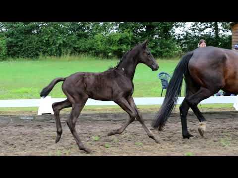 Nr. 20 Hengst von Ibiza-Dante Weltino-Don Romantic