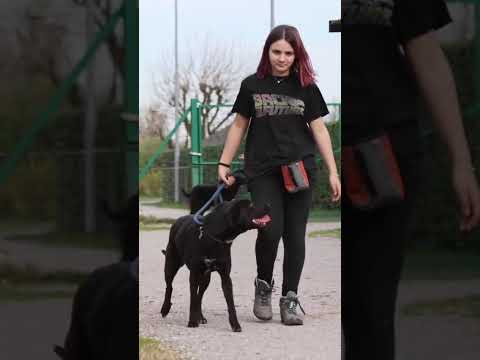 Video di LILY