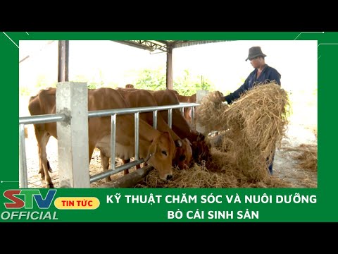 , title : 'STV - Kỹ thuật chăm sóc và nuôi dưỡng bò cái sinh sản'