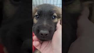 Video preview image #1 Retriever -Unknown Mix Puppy For Sale in Princeton, MN, USA