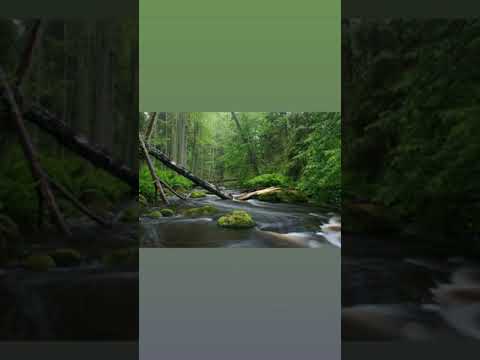 Francesco Antonio Bonporti - 5 Concertos for strings Op. 11