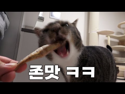 연약한 집고양이란...