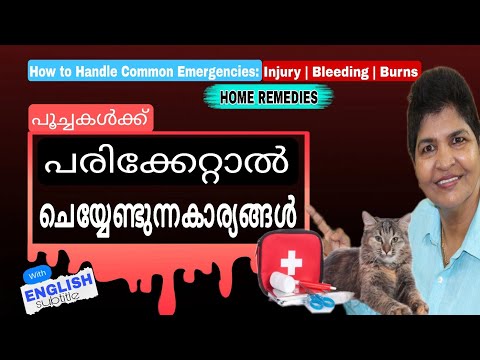 Top Tips To Manage Bleeding & Burns In Cats | Cat Emergencies | Home Remedies @NANDAS pets&us