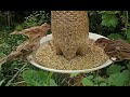 Simplest Bird Feeder Plastic Bottle Bird Feeder Shorts