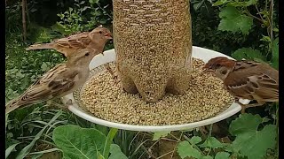 Simplest Bird Feeder | Plastic Bottle Bird Feeder #shorts