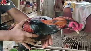 Download lagu 💥Ayam2 Paketan 2 Ekor harga TAKASIMURA Ayam2 Berkualitas dan Ayam Pitik dari Pacekan 26 ada disini mp3