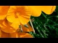 Can Mushrooms Save The Honey Bee BioGraphic