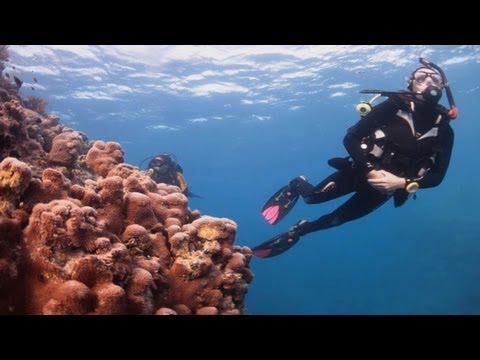 The Great Barrier Reef, Whitsundays, Queensland Australia with Wings Diving Adventures
