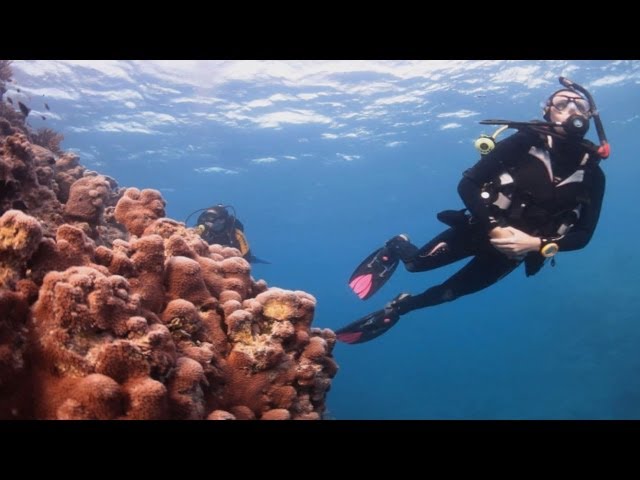 The Great Barrier Reef, Whitsundays, Queensland Australia with Wings Diving Adventures