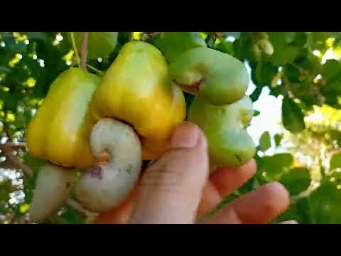 #Pedro Afonso-TO#Tocantins-GO#paraíso#Belezanatural#fazenda