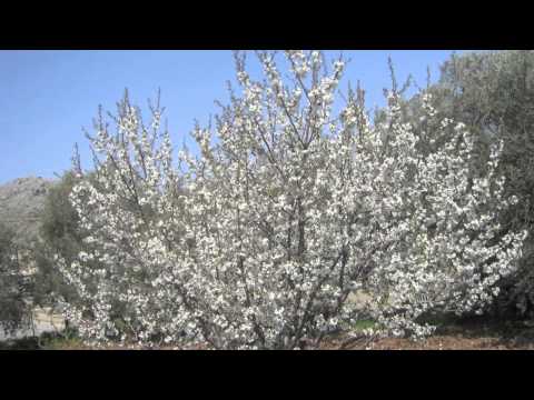 Raji3 yit3ammar Lebnan - Zaki Nassif