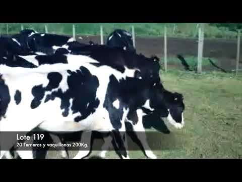 Lote 20 Vaquillonas 1 a 2 años HO 200kg -  en RUTA 1 Y KM 93, 4KM AL NORTE