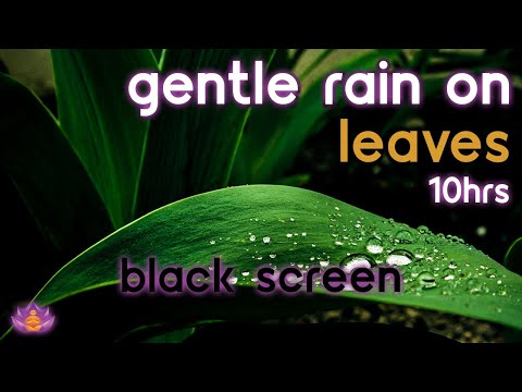 [Black Screen] Gentle Rain on Leaves | Rain Ambience No Thunder | Rain Sounds for Sleeping