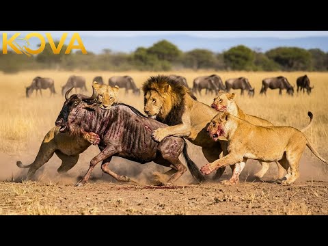 Clashes & Conflicts: Lions, Cheetah, & More | Animal Fight Night