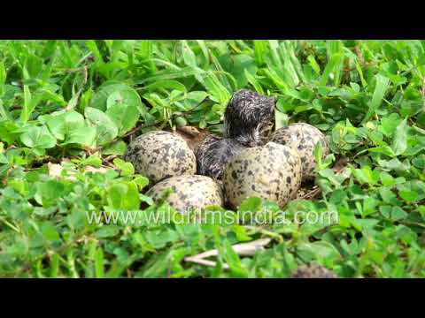 Sad end to a young life: Red-wattled Lapwing chick falls prey to Shikra, shortly after birth
